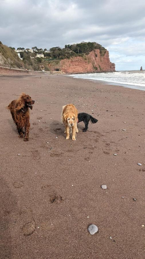 Seaside Guest House A Stone'S Throw From The Beach Dawlish Eksteriør bilde